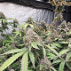 Biscotti Gelato - FASTBUDS | TanieSianie.pl