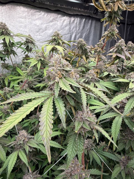Biscotti Gelato - FASTBUDS | TanieSianie.pl