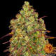 Tangerine Dream - BARNEY’S FARM | TanieSianie.pl