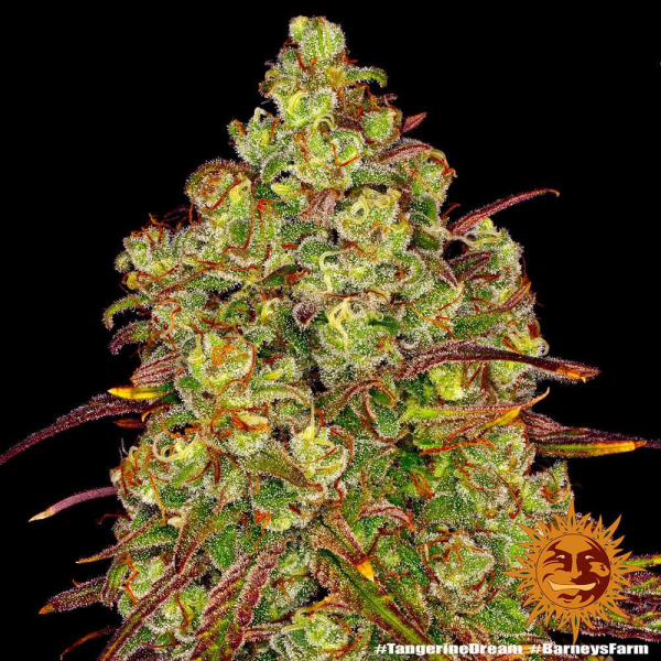Tangerine Dream - BARNEY’S FARM | TanieSianie.pl