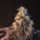Papayton - FASTBUDS | TanieSianie.pl