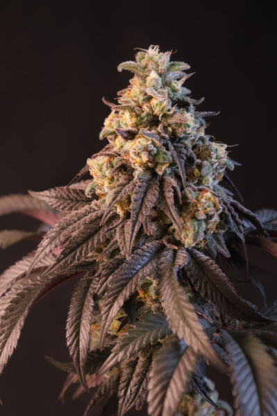 Papayton - FASTBUDS | TanieSianie.pl