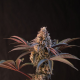 Lemon Cherry Runtz - FASTBUDS | TanieSianie.pl