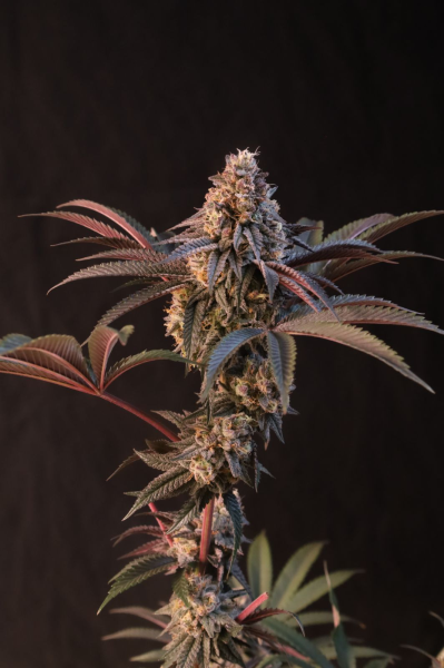 Lemon Cherry Runtz - FASTBUDS | TanieSianie.pl