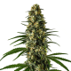 Girl Scout Cookies - BLIMBURN SEEDS | TanieSianie.pl