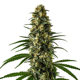 Girl Scout Cookies - BLIMBURN SEEDS | TanieSianie.pl