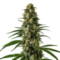 Girl Scout Cookies - BLIMBURN SEEDS