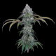 Ocifer - BROTHERS GRIMM SEEDS | TanieSianie.pl