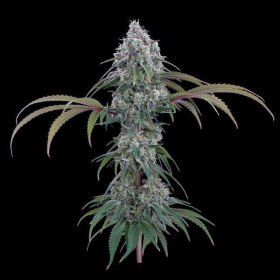 Ocifer - BROTHERS GRIMM SEEDS | TanieSianie.pl