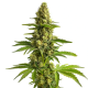Bruce Banner #3 - BLIMBURN SEEDS | TanieSianie.pl
