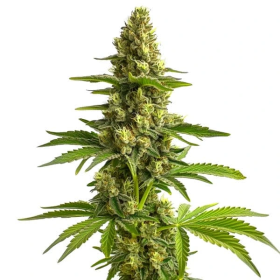 Bruce Banner #3 - BLIMBURN SEEDS | TanieSianie.pl