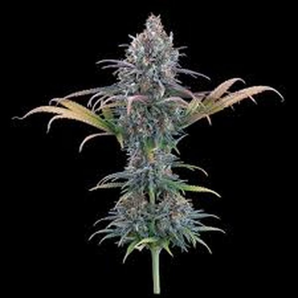 Cinderella Purple - BROTHERS GRIMM SEEDS | TanieSianie.pl