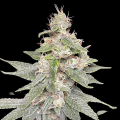 Genius Juice - BROTHERS GRIMM SEEDS
