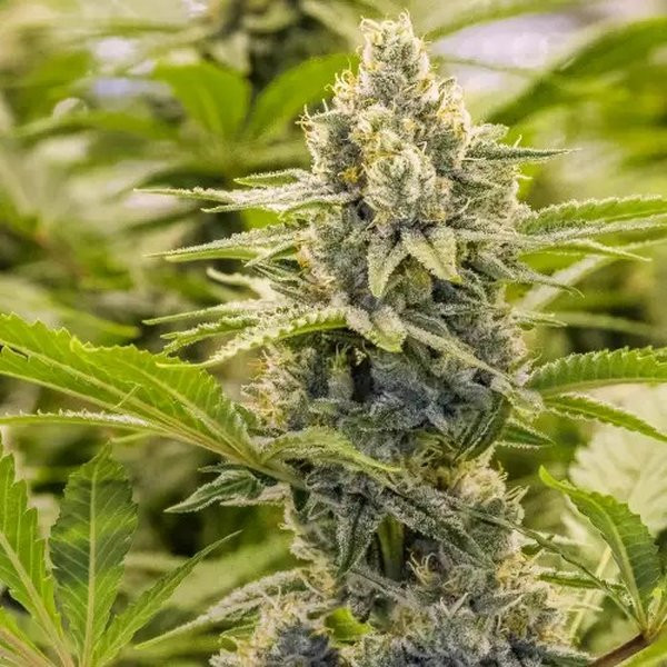 Trailer Park Boys - Ricky Hash Plant - BROTHERS GRIMM SEEDS | TanieSianie.pl
