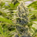 Trailer Park Boys - Ricky Hash Plant - BROTHERS GRIMM SEEDS