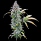 Thai Herer 99 - BROTHERS GRIMM SEEDS | TanieSianie.pl