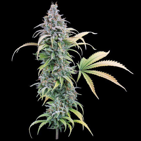 Thai Herer 99 - BROTHERS GRIMM SEEDS | TanieSianie.pl