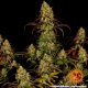 Tangerine Dream - BARNEY’S FARM | TanieSianie.pl
