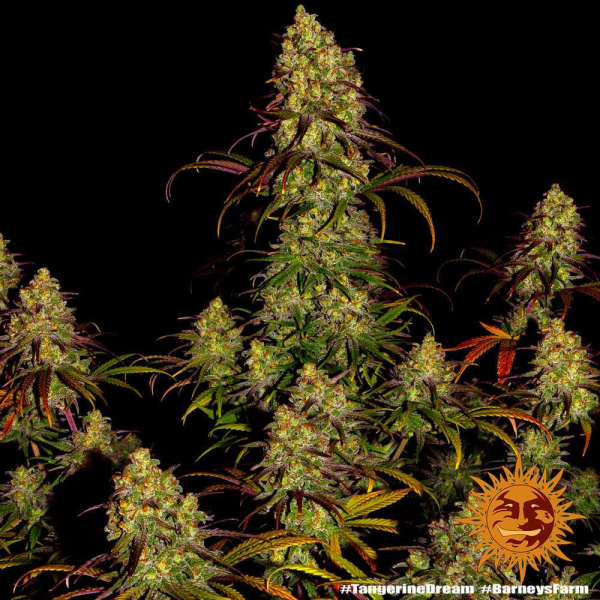 Tangerine Dream - BARNEY’S FARM | TanieSianie.pl