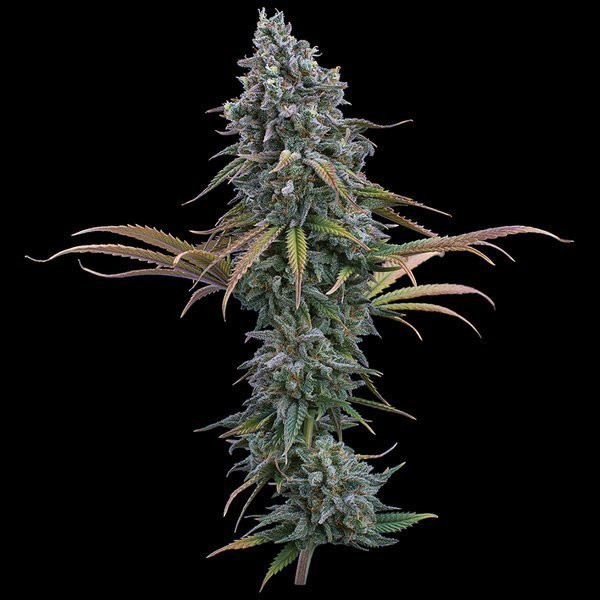 Space Queen - BROTHERS GRIMM SEEDS | TanieSianie.pl
