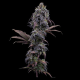 Princess Haze - BROTHERS GRIMM SEEDS | TanieSianie.pl