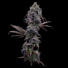 Princess Haze - BROTHERS GRIMM SEEDS | TanieSianie.pl