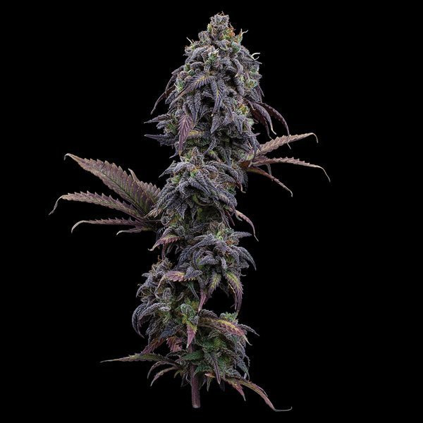Princess Haze - BROTHERS GRIMM SEEDS | TanieSianie.pl