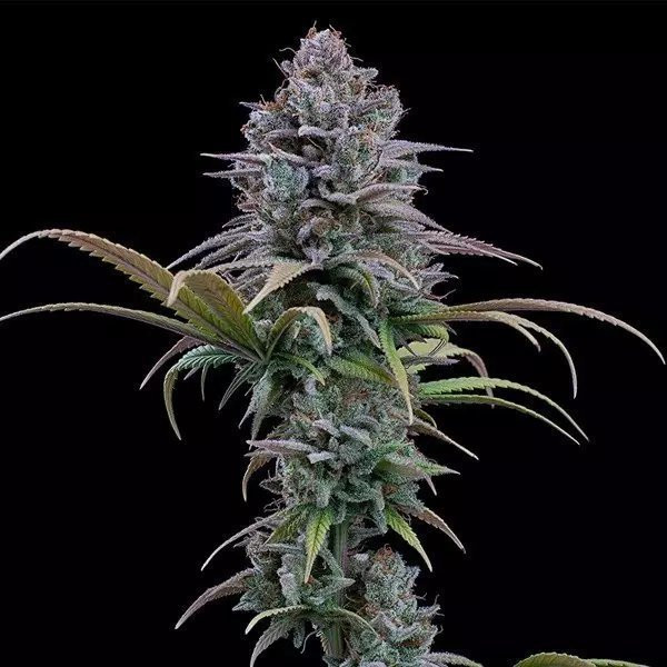 Grimm Glue - BROTHERS GRIMM SEEDS | TanieSianie.pl