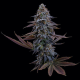 G13 Genius - BROTHERS GRIMM SEEDS | TanieSianie.pl