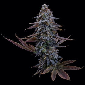 G13 Genius - BROTHERS GRIMM SEEDS | TanieSianie.pl