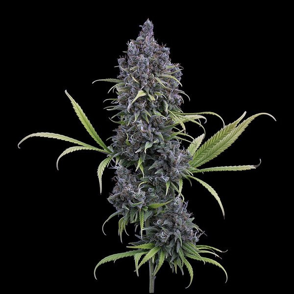 Durban Thai x C99 - BROTHERS GRIMM SEEDS | TanieSianie.pl