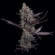 Cinderella Pineapple - BROTHERS GRIMM SEEDS | TanieSianie.pl