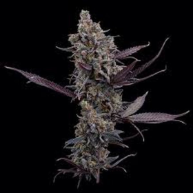 Cinderella Pineapple - BROTHERS GRIMM SEEDS | TanieSianie.pl