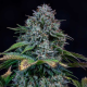Creme de la Chem Auto - MEPHISTO GENETICS | TanieSianie.pl