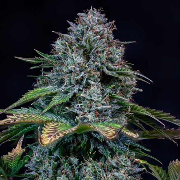 Creme de la Chem Auto - MEPHISTO GENETICS | TanieSianie.pl