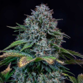 Creme de la Chem Auto - MEPHISTO GENETICS