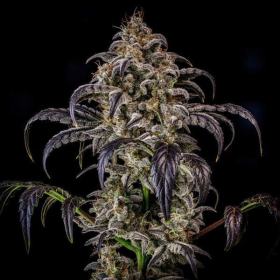 Double Grape Auto - MEPHISTO GENETICS | TanieSianie.pl