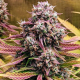 Deez Nuggs Auto - MEPHISTO GENETICS | TanieSianie.pl