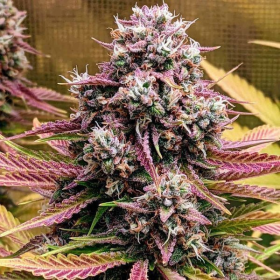 Deez Nuggs Auto - MEPHISTO GENETICS | TanieSianie.pl