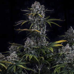 Hubbabubbahaze Auto - MEPHISTO GENETICS | TanieSianie.pl