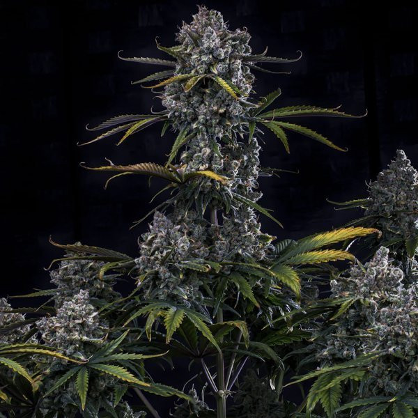 Hubbabubbahaze Auto - MEPHISTO GENETICS | TanieSianie.pl