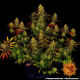 Tangerine Dream - BARNEY’S FARM | TanieSianie.pl