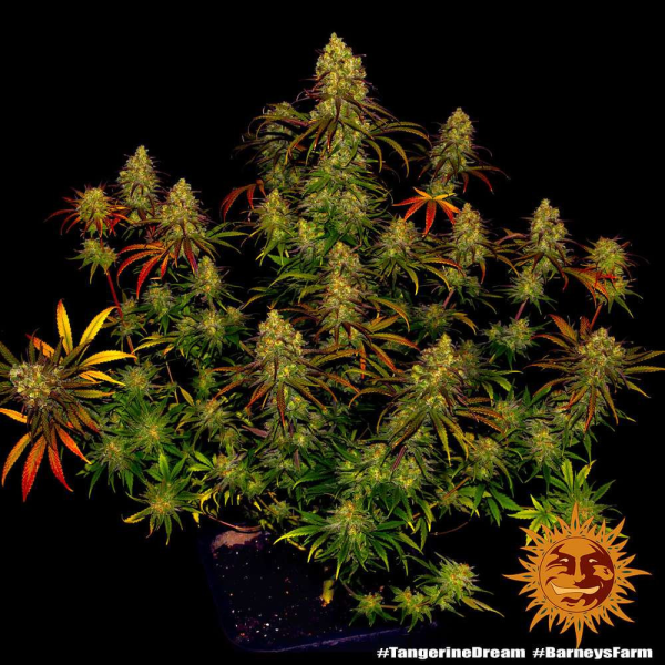 Tangerine Dream - BARNEY’S FARM | TanieSianie.pl