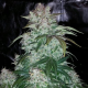 S.O.D.K Auto - MEPHISTO GENETICS | TanieSianie.pl