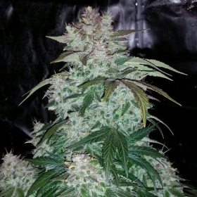 S.O.D.K Auto - MEPHISTO GENETICS | TanieSianie.pl