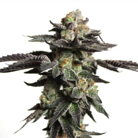 Zombie Death Fuck - BLIMBURN SEEDS | TanieSianie.pl