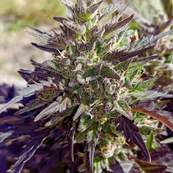 Crème Bubbly Auto - MEPHISTO GENETICS | TanieSianie.pl