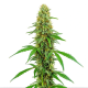 Green Crack - BLIMBURN SEEDS | TanieSianie.pl