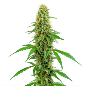 Green Crack - BLIMBURN SEEDS | TanieSianie.pl