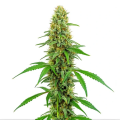 Green Crack - BLIMBURN SEEDS
